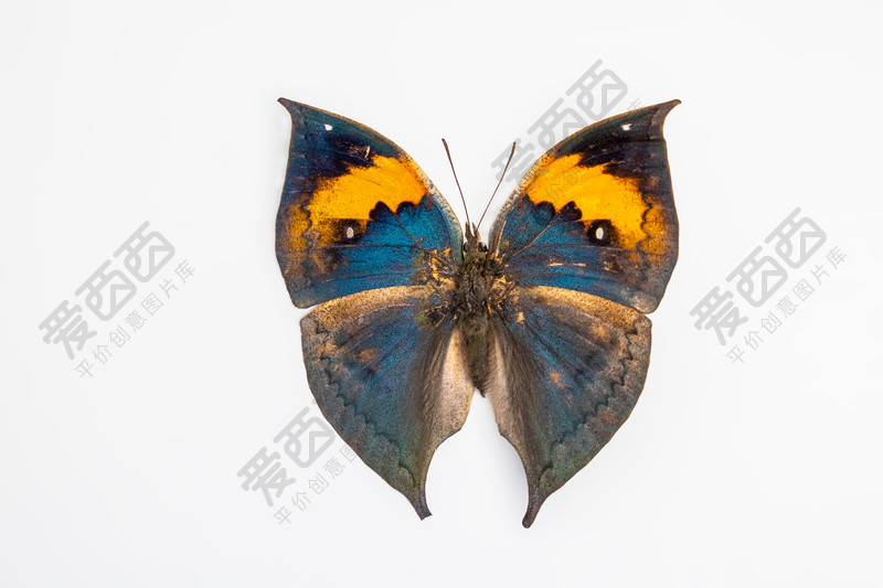 昆虫标本枯叶峡蝶标本白底摄影图-照片-爱西西