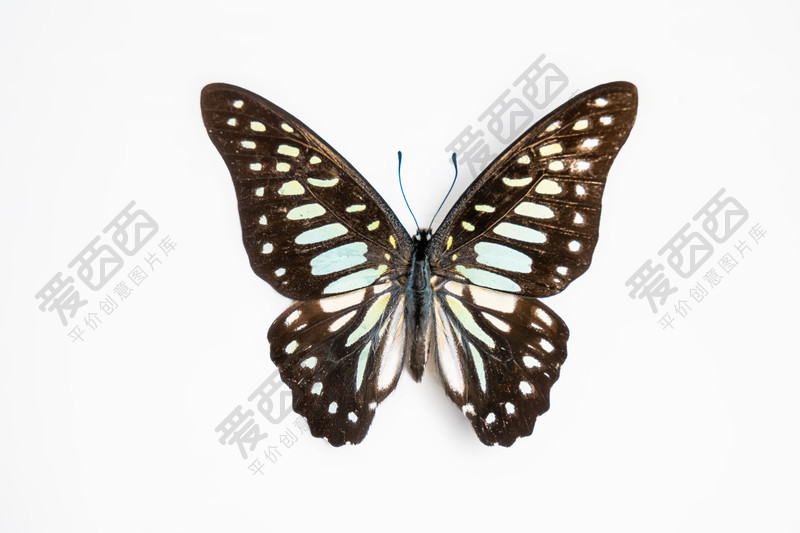 昆虫标本碎斑青凤蝶蝴蝶标本白底摄影图-照片-爱西西