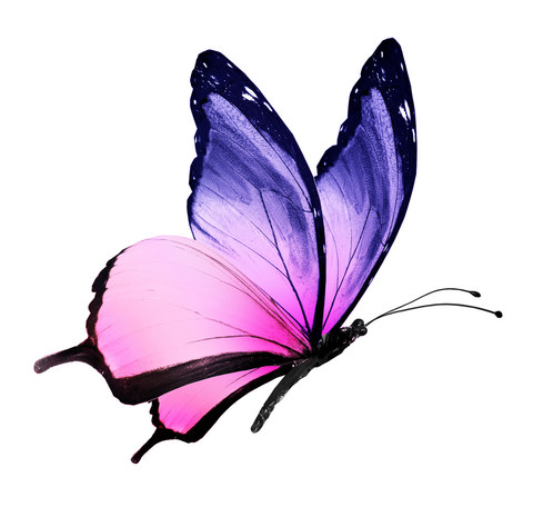侧飞蝴蝶设计素材-正版商用图库-爱西西