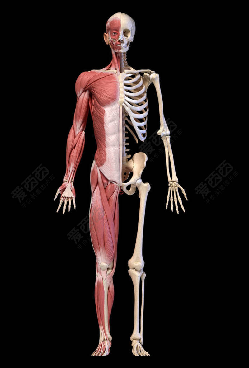 人体男性肌肉和骨骼系统解剖学，正视图。-照片-爱西西